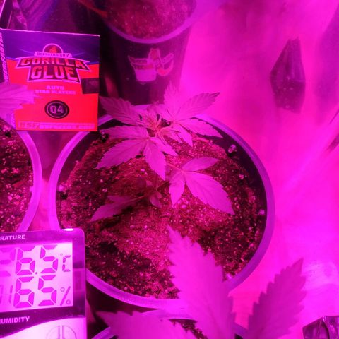Gorilla Glue #4 Auto growlog timeline photo