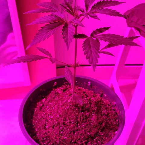 Gorilla Glue #4 Auto growlog timeline photo