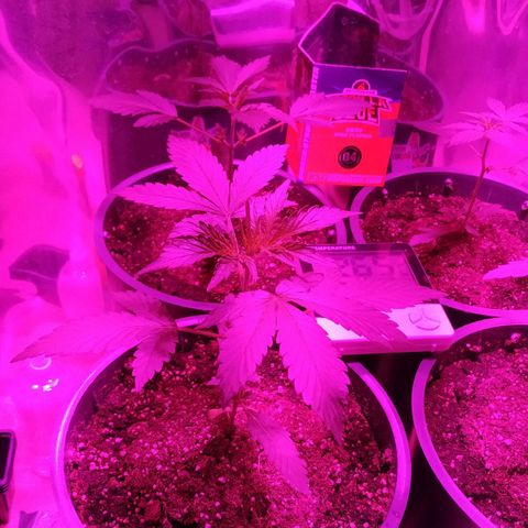 Gorilla Glue #4 Auto growlog timeline photo