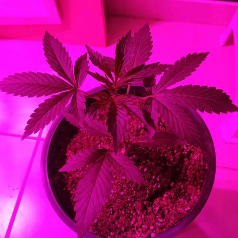 Gorilla Glue #4 Auto growlog timeline photo