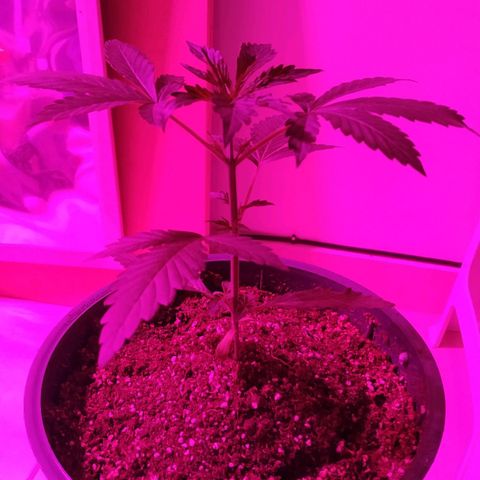 Gorilla Glue #4 Auto growlog timeline photo