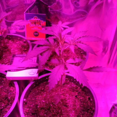 Gorilla Glue #4 Auto growlog timeline photo