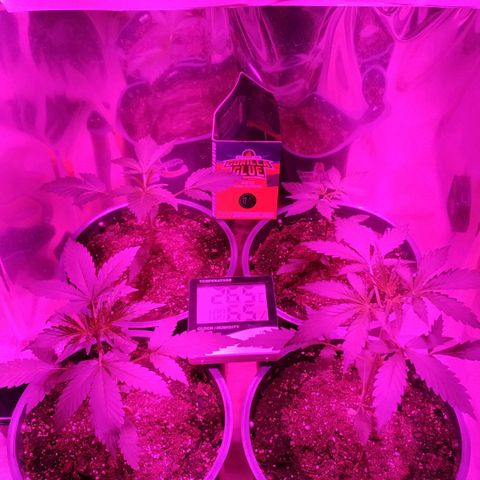 Gorilla Glue #4 Auto growlog timeline photo