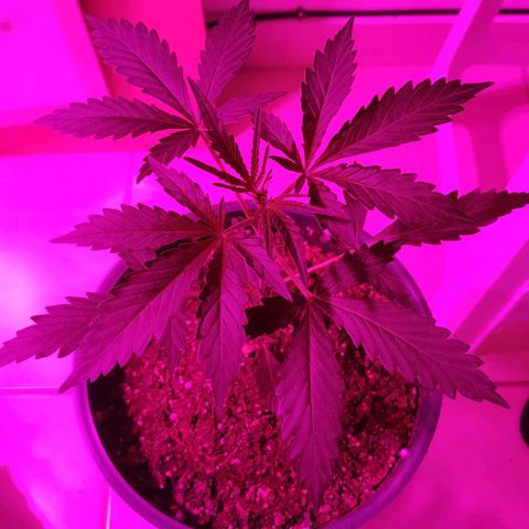 Gorilla Glue #4 Auto growlog timeline photo