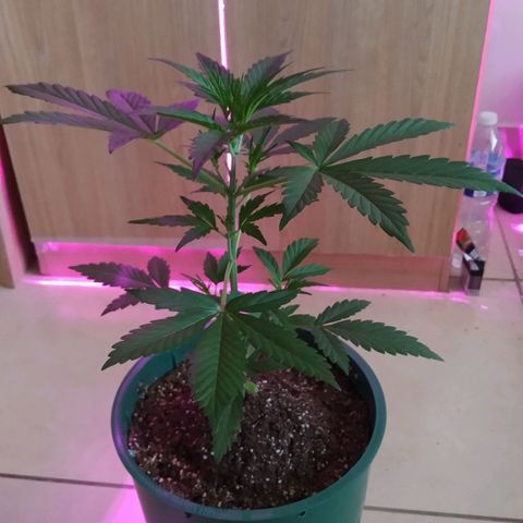 Gorilla Glue #4 Auto growlog timeline photo