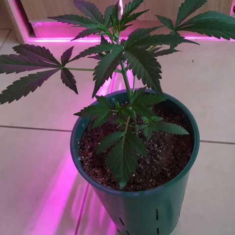 Gorilla Glue #4 Auto growlog timeline photo