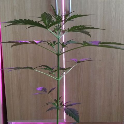 Gorilla Glue #4 Auto growlog timeline photo
