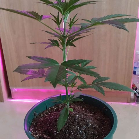 Gorilla Glue #4 Auto growlog timeline photo