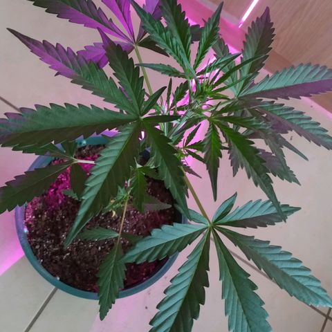 Gorilla Glue #4 Auto growlog timeline photo