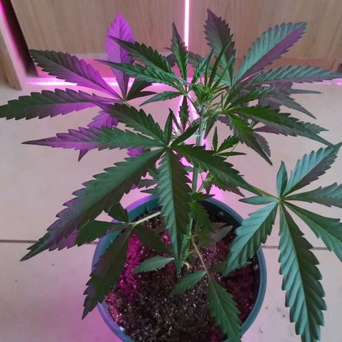Gorilla Glue #4 Auto growlog timeline photo