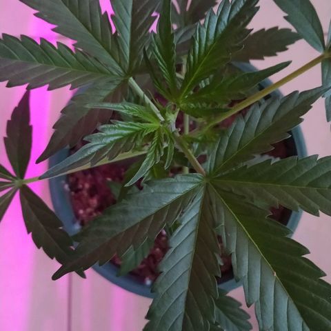 Gorilla Glue #4 Auto growlog timeline photo