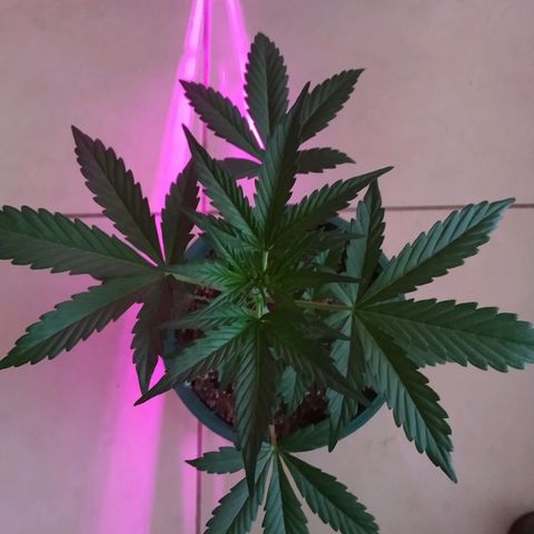 Gorilla Glue #4 Auto growlog timeline photo