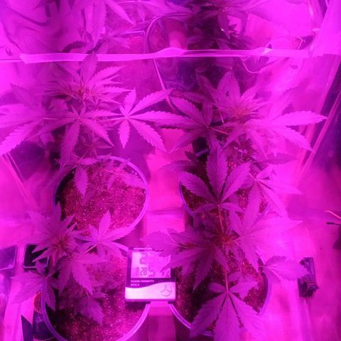 Gorilla Glue #4 Auto growlog timeline photo
