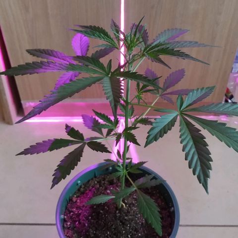 Gorilla Glue #4 Auto growlog timeline photo