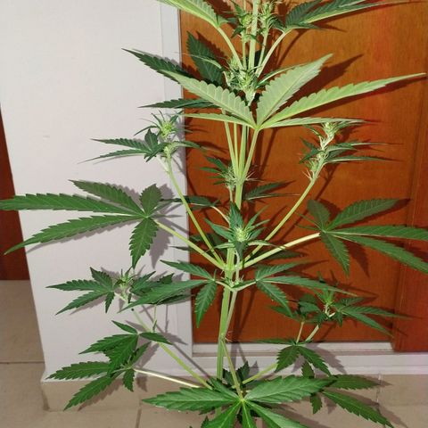 Gorilla Glue #4 Auto growlog timeline photo