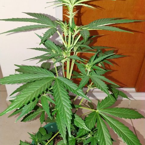 Gorilla Glue #4 Auto growlog timeline photo