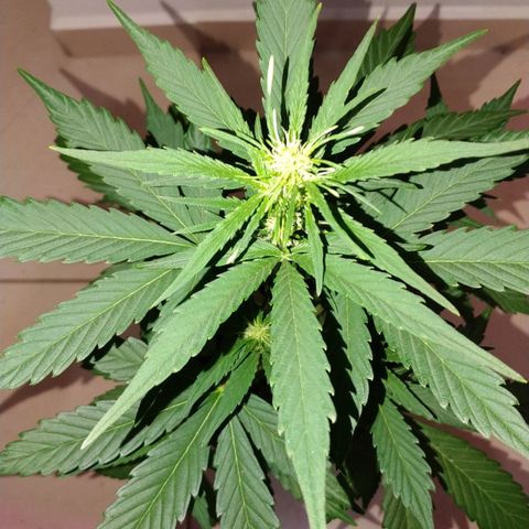 Gorilla Glue #4 Auto growlog timeline photo