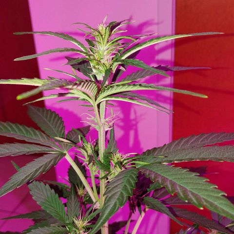 Gorilla Glue #4 Auto growlog timeline photo