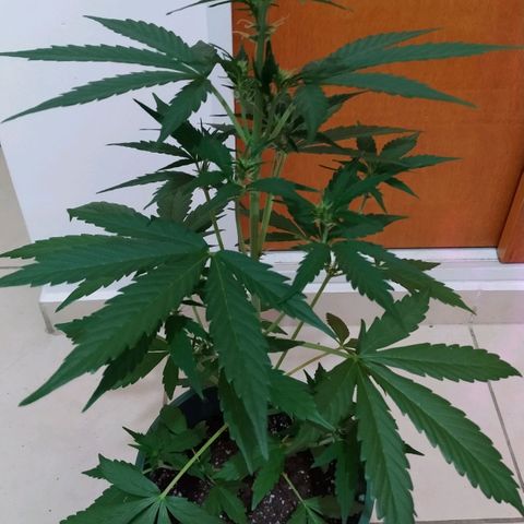 Gorilla Glue #4 Auto growlog timeline photo