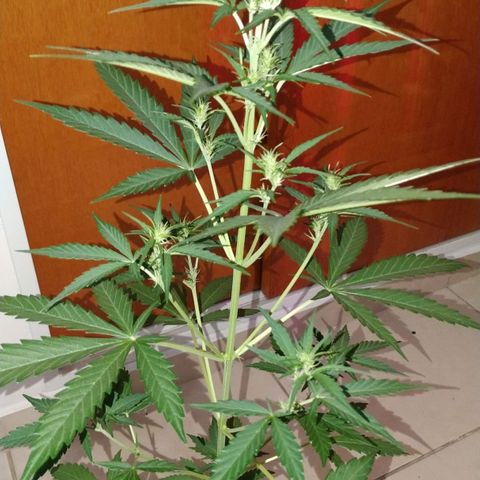 Gorilla Glue #4 Auto growlog timeline photo