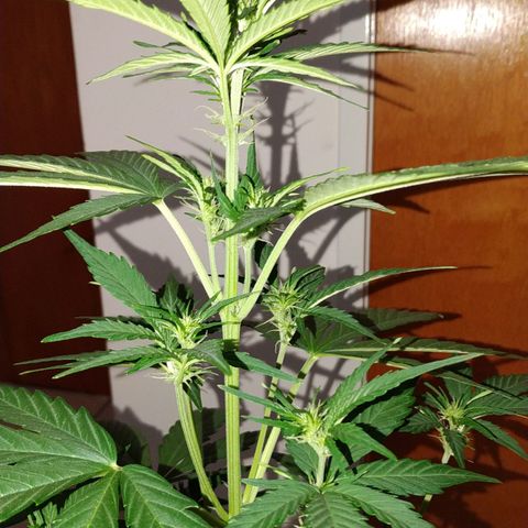 Gorilla Glue #4 Auto growlog timeline photo