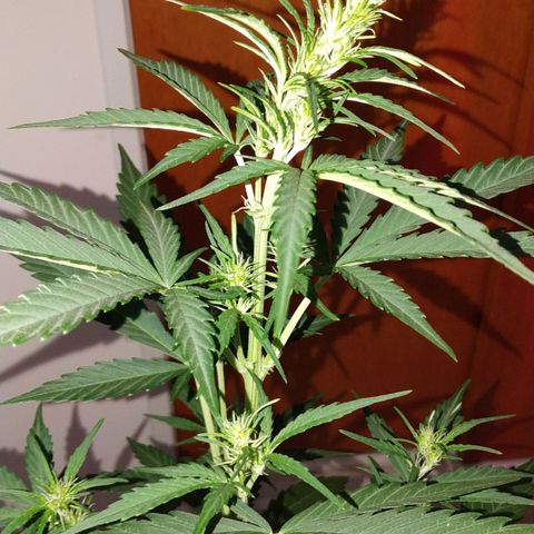 Gorilla Glue #4 Auto growlog timeline photo