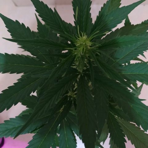 Gorilla Glue #4 Auto growlog timeline photo