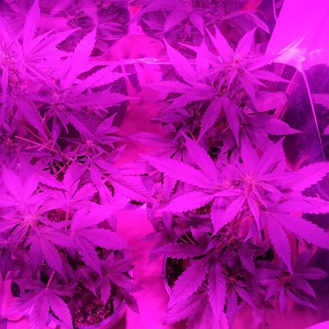 Gorilla Glue #4 Auto growlog timeline photo