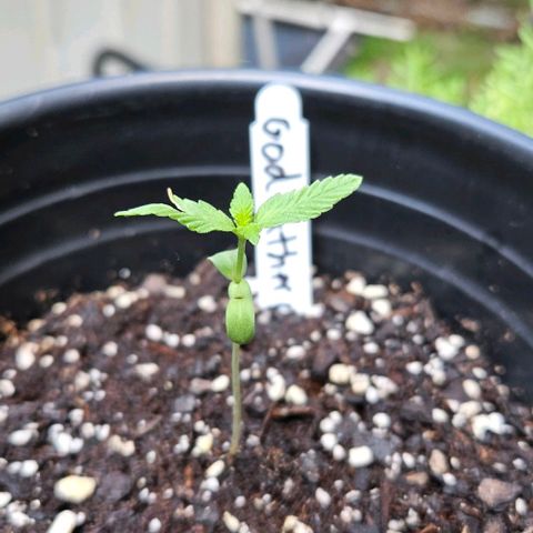 Godfather OG growlog timeline photo