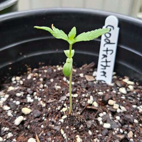 Godfather OG growlog timeline photo