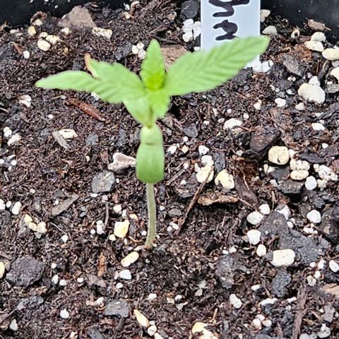 Godfather OG growlog timeline photo