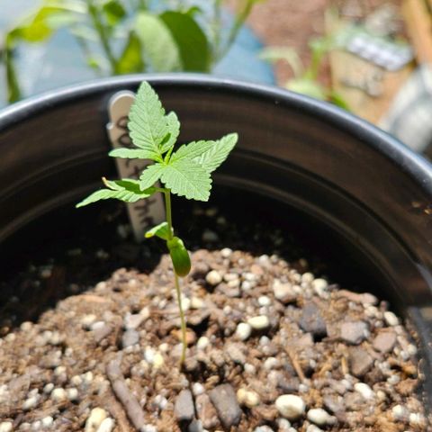Godfather OG growlog timeline photo