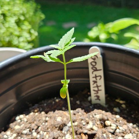 Godfather OG growlog timeline photo
