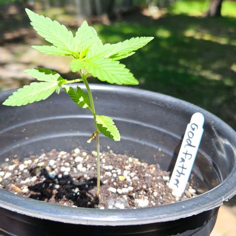 Godfather OG growlog timeline photo