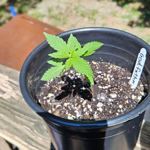 Godfather OG growlog timeline photo