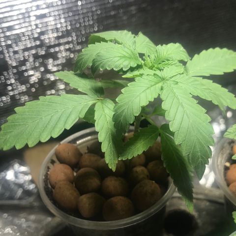 GDP growlog timeline photo