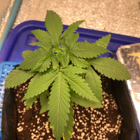 GDP growlog photo: Topping
