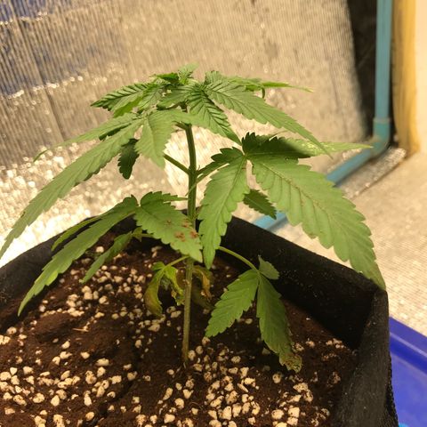 GDP growlog photo: Topping