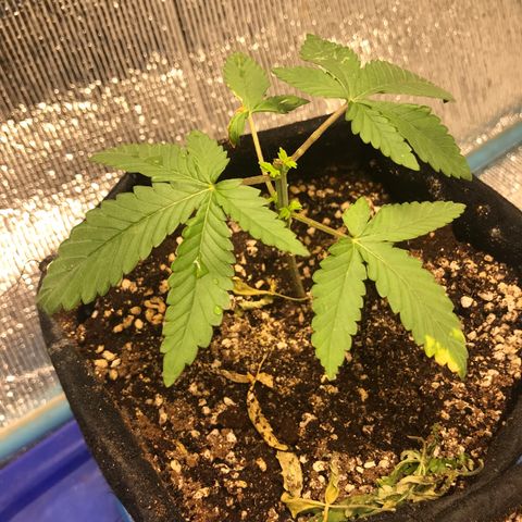 GDP growlog photo: Topping