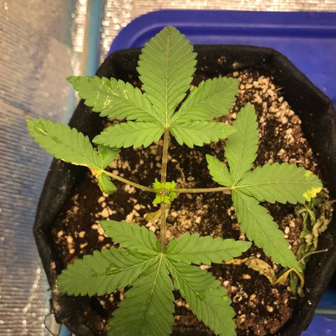 GDP growlog photo: Topping