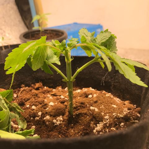GDP growlog timeline photo