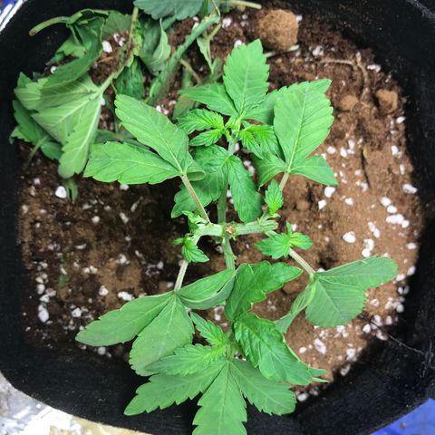 GDP growlog timeline photo