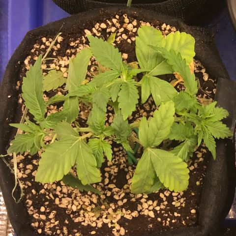 GDP growlog timeline photo