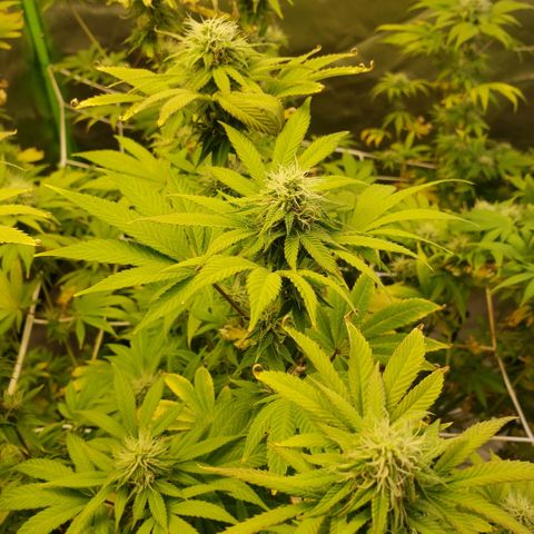Velvet cookies growlog timeline photo