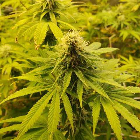 Velvet cookies growlog timeline photo
