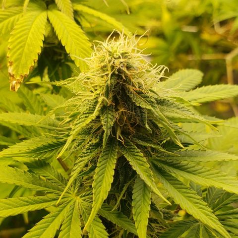 Velvet cookies growlog timeline photo