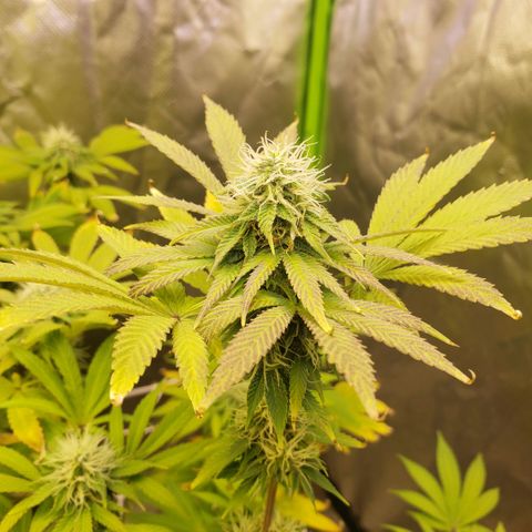 Velvet cookies growlog timeline photo