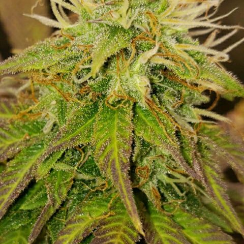 Velvet cookies growlog timeline photo