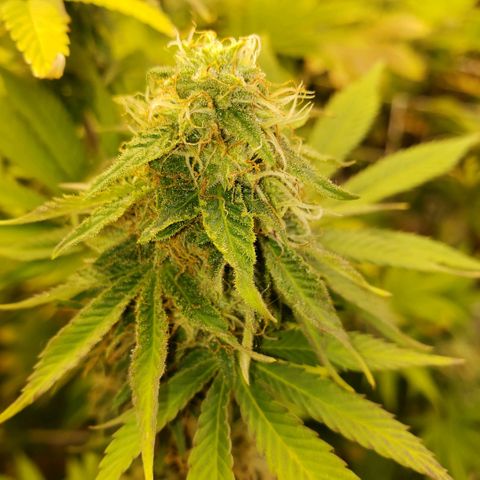 Velvet cookies growlog timeline photo