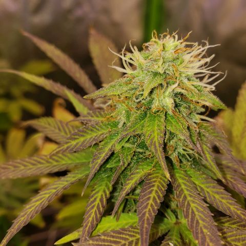 Velvet cookies growlog timeline photo